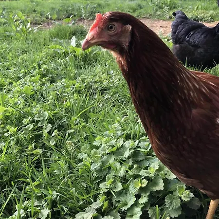 Farm stay Erlebnisbauernhof Waschnig