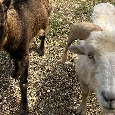 Waschnig Alloggio per agriturismo *