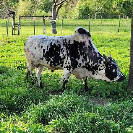 Alloggio per agriturismo Waschnig Sankt Kanzian am Klopeiner See