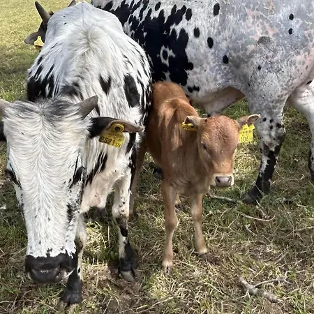 Waschnig * Sankt Kanzian am Klopeiner See