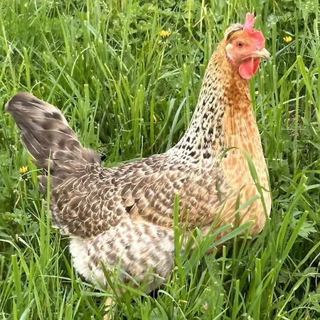Erlebnisbauernhof Waschnig Farm stay