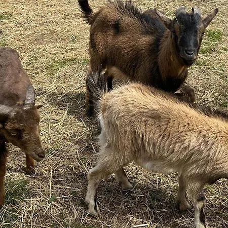 Waschnig Bauernhof *
