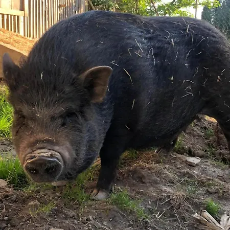Waschnig St. Kanzian am Klopeiner See