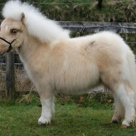 Waschnig Bauernhof *