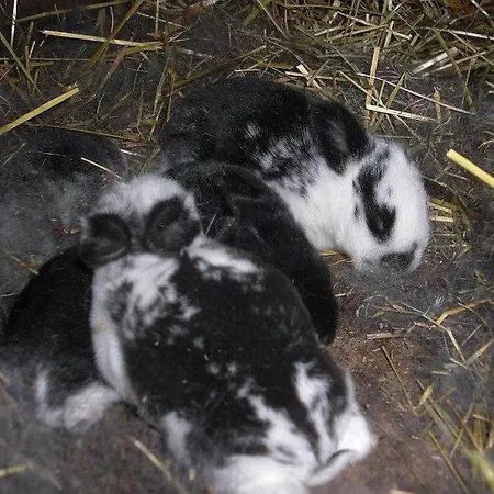 Waschnig Sankt Kanzian am Klopeiner See