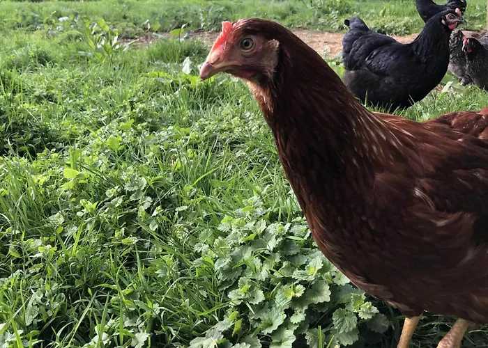 ファームステイ Waschnig