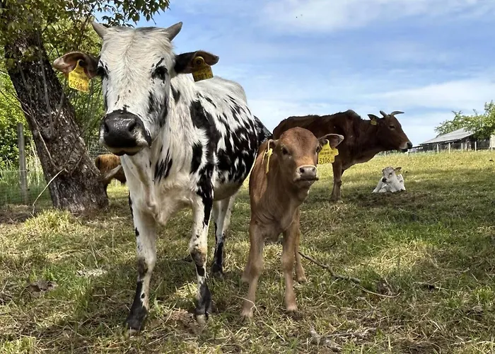 Waschnig Санкт-Канциан