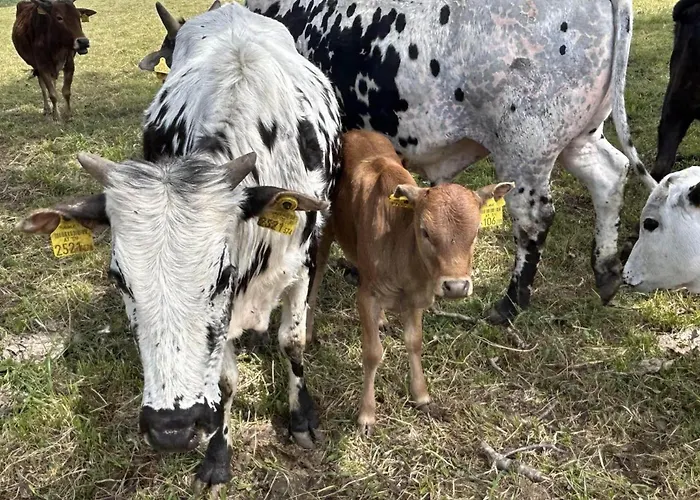 Waschnig * ザンクト・カンツィアン