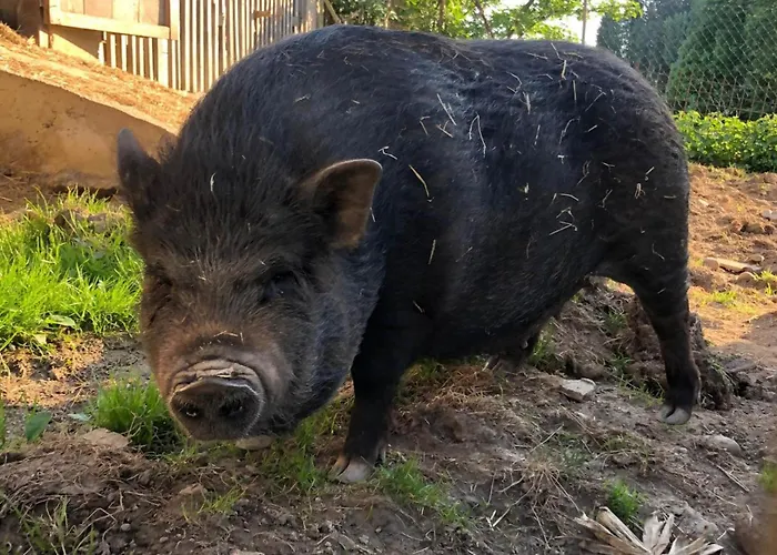 Waschnig Санкт-Канциан