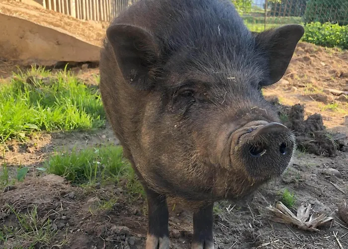 Waschnig * Sankt Kanzian am Klopeiner See