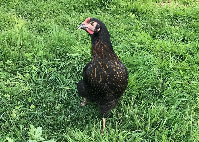 Waschnig ファームステイ