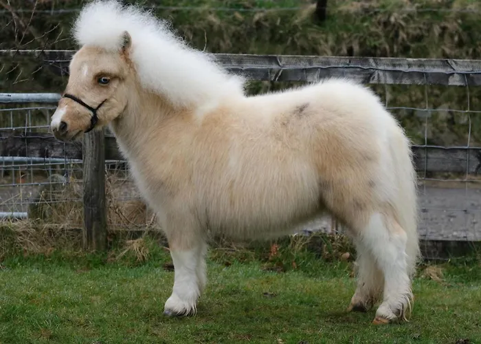 Waschnig Фермерский дом *