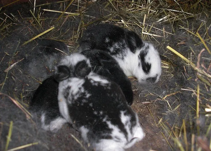 Waschnig Санкт-Канциан